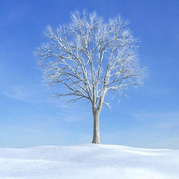 درخت زمستان
